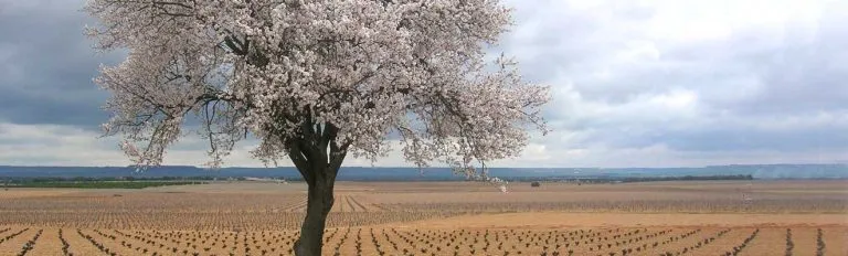 Ruta-Vino-Rueda