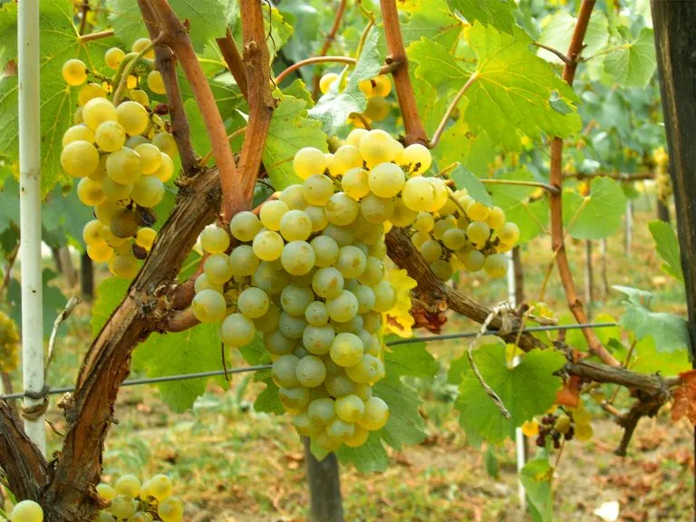 chardonnay