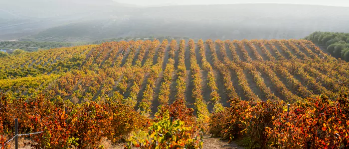 Comprar vinos italianos