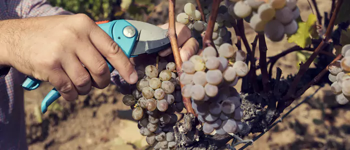 Comprar vinos ecológicos